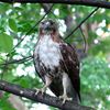 Why Are Seemingly Healthy Hawks Dying In NYC Parks?